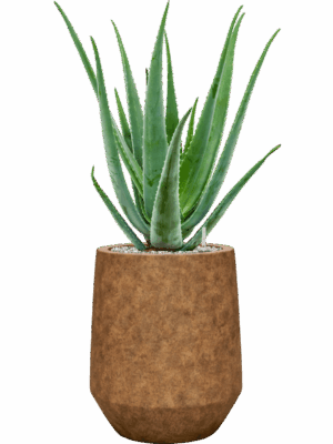 Aloe Vera Barbadensis In Mineral D 19 H 74 cm - PlantenShop24 - 28-07-2025