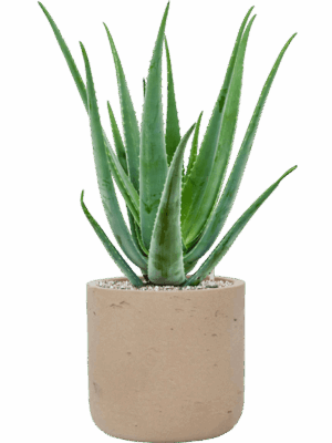 Aloe Vera Barbadensis In Rough D 19 H 64 cm - PlantenShop24 - 28-07-2025