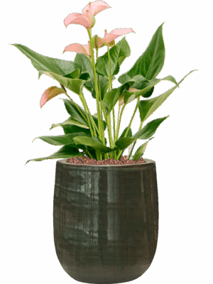 Anthurium Andraeanum Joli In Plain Striped D 15 H 58 cm - PlantenShop24 - 21-07-2025