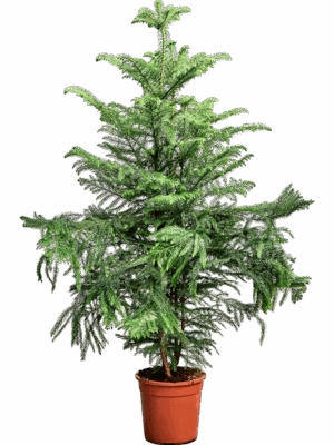 Araucaria Heterophylla D 24 H 155 cm - PlantenShop24 - 07-07-2025