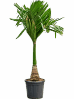 Areca Catechu Dwarf D 33 H 160 cm - PlantenShop24 - 10-07-2025