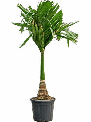 Areca Catechu Dwarf D 33 H 160 cm - PlantenShop24 - 10-07-2025