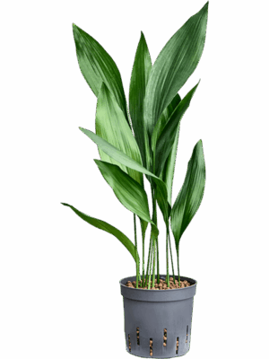 Aspidistra Elatior D 13 H 45 cm - PlantenShop24 - 17-07-2025