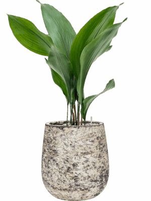 Aspidistra Elatior In Baq Atlas D 15 H 72 cm - PlantenShop24 - 07-07-2025