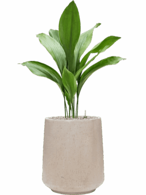 Aspidistra Elatior In Baq Raindrop D 17 H 103 cm - PlantenShop24 - 16-07-2025