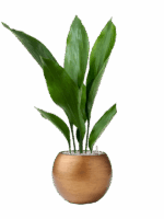 Aspidistra Elatior In Capi Lux Retro D 13 H 68 cm - PlantenShop24 - 01-07-2025
