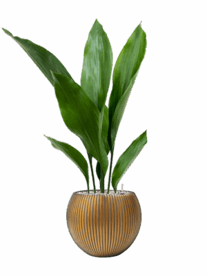 Aspidistra Elatior In Capi Nature Groove D 13 H 68 cm - PlantenShop24 - 01-07-2025