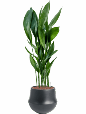 Aspidistra Elatior In Fusion D 25 H 123 cm - PlantenShop24 - 15-07-2025