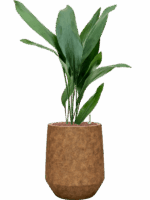 Aspidistra Elatior In Mineral D 18 H 84 cm - PlantenShop24 - 10-07-2025