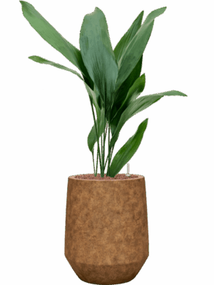 Aspidistra Elatior In Mineral D 18 H 84 cm - PlantenShop24 - 10-07-2025