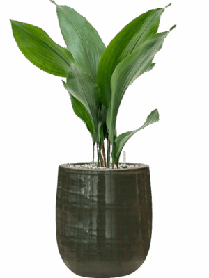 Aspidistra Elatior In Plain Striped D 15 H 68 cm - PlantenShop24 - 21-07-2025