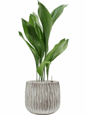 Aspidistra Elatior In Wave D 19 H 86 cm - PlantenShop24 - 30-07-2025