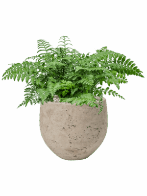 Asplenium Dimorphum Parvati In Rough D 21 H 40 cm - PlantenShop24 - 02-07-2025