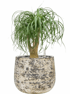 Beaucarnea Recurvata In Baq Atlas D 27 H 70 cm - PlantenShop24 - 07-07-2025