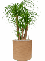Beaucarnea Recurvata In Baq Dune D 32 H 104 cm - PlantenShop24 - 16-07-2025