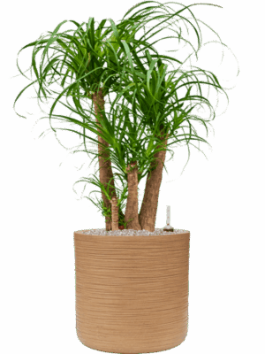 Beaucarnea Recurvata In Baq Dune D 32 H 104 cm - PlantenShop24 - 16-07-2025