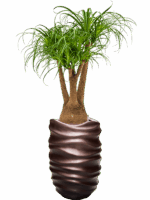 Beaucarnea Recurvata In Baq Gradient Lee D 25 H 145 cm - PlantenShop24 - 08-07-2025