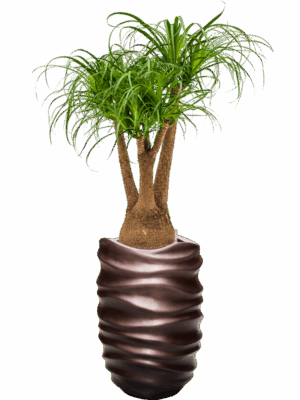 Beaucarnea Recurvata In Baq Gradient Lee D 25 H 145 cm - PlantenShop24 - 08-07-2025