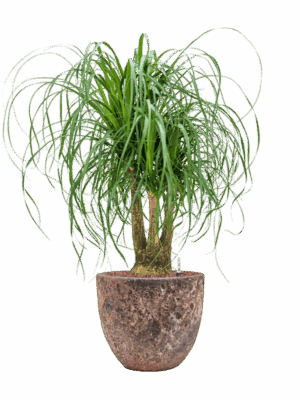 Beaucarnea Recurvata In Baq Lava D 25 H 115 cm - PlantenShop24 - 09-07-2025