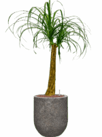 Beaucarnea Recurvata In Baq Naturescast D 22 H 112 cm - PlantenShop24 - 16-07-2025