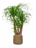 Beaucarnea Recurvata In Bohemian D 32 H 128 cm - PlantenShop24 - 28-07-2025