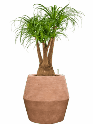 Beaucarnea Recurvata In Colorado D 25 H 106 cm - PlantenShop24 - 14-07-2025