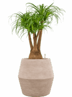 Beaucarnea Recurvata In Colorado D 25 H 106 cm - PlantenShop24 - 14-07-2025