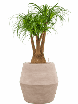 Beaucarnea Recurvata In Colorado D 25 H 106 cm - PlantenShop24 - 14-07-2025