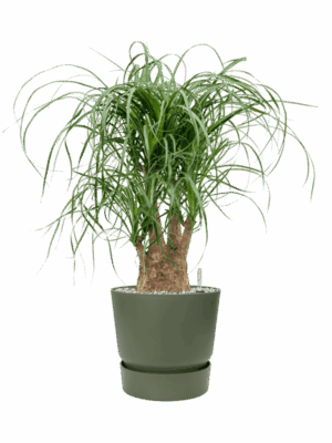 Beaucarnea Recurvata In Greenville D 21 H 72 cm - PlantenShop24 - 08-07-2025
