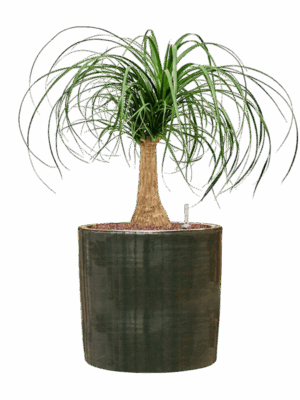 Beaucarnea Recurvata In Plain Striped D 18 H 62 cm - PlantenShop24 - 14-07-2025