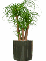Beaucarnea Recurvata In Plain Striped D 32 H 103 cm - PlantenShop24 - 09-07-2025