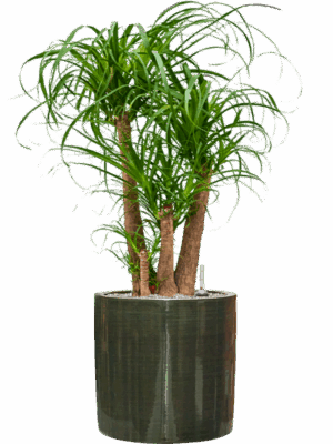 Beaucarnea Recurvata In Plain Striped D 32 H 103 cm - PlantenShop24 - 09-07-2025