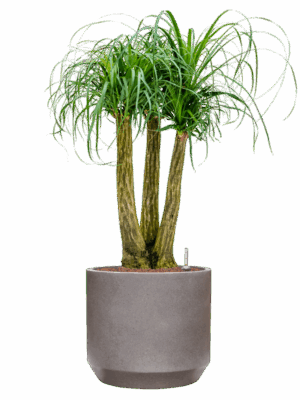 Beaucarnea Recurvata In Rotunda Urban D 28 H 107 cm - PlantenShop24 - 17-07-2025