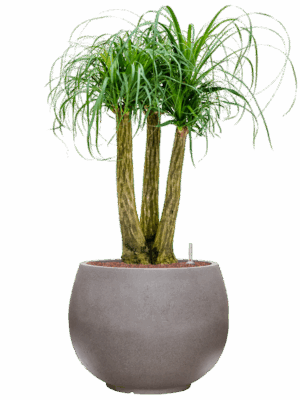 Beaucarnea Recurvata In Rotunda Urban D 28 H 109 cm - PlantenShop24 - 17-07-2025