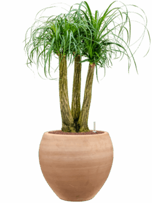 Beaucarnea Recurvata In Terra Moderna D 28 H 111 cm - PlantenShop24 - 17-07-2025