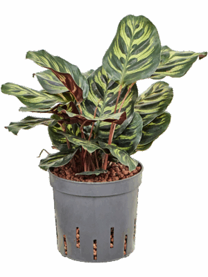 Calathea Makoyana D 13 H 35 cm - PlantenShop24 - 10-07-2025