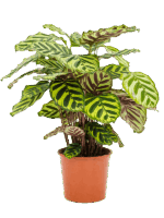 Calathea Makoyana D 17 H 50 cm - PlantenShop24 - 10-07-2025