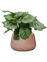 Calathea Orbifolia In Baq Terrazzo D 24 H 71 cm - PlantenShop24 - 03-07-2025