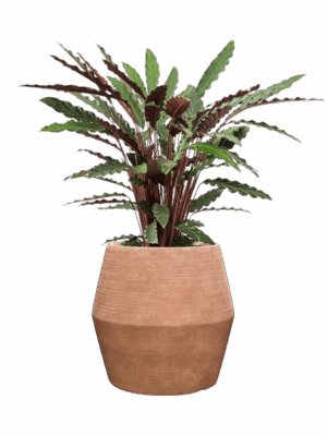 Calathea Rufibarba Wavestar In Colorado D 18 H 99 cm - PlantenShop24 - 14-07-2025