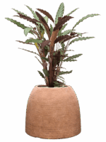 Calathea Rufibarba Wavestar In Colorado D 19 H 82 cm - PlantenShop24 - 14-07-2025