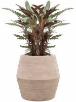Calathea Rufibarba Wavestar In Colorado D 19 H 92 cm - PlantenShop24 - 18-09-2025