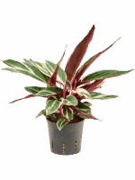 Calathea Triostar D 13 H 35 cm - PlantenShop24 - 17-07-2025