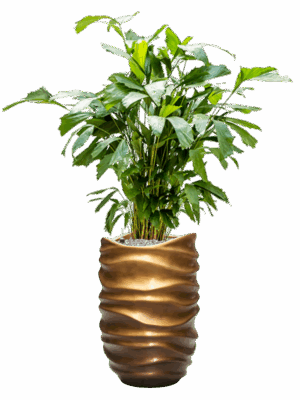 Caryota Mitis In Baq Gradient Lee D 21 H 144 cm - PlantenShop24 - 09-07-2025