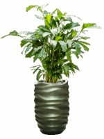 Caryota Mitis In Baq Gradient Lee D 21 H 145 cm - PlantenShop24 - 09-07-2025