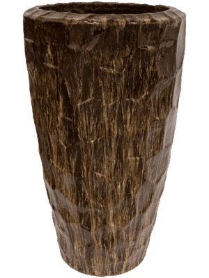Cascara D 42 H 74 cm - PlantenShop24 - 16-07-2025