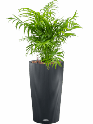 Chamaedorea Elegans In Lechuza Cilindro D 15 H 72 cm - PlantenShop24 - 03-07-2025