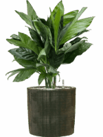 Chamaedorea Metallica In Plain Striped D 21 H 76 cm - PlantenShop24 - 14-07-2025