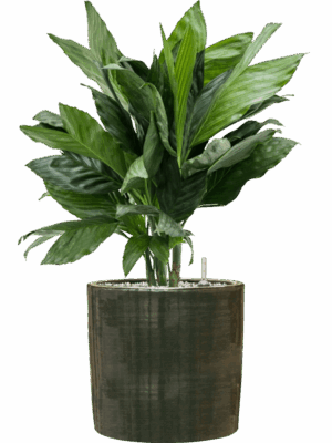 Chamaedorea Metallica In Plain Striped D 21 H 76 cm - PlantenShop24 - 14-07-2025