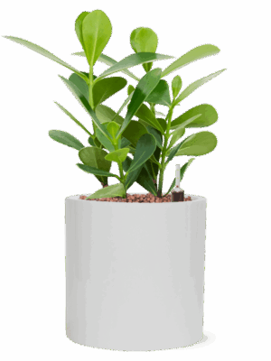 Clusia Rosea Green Magic In Fiberstone D 13 H 32 cm - PlantenShop24 - 09-07-2025