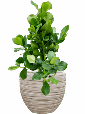 Clusia Rosea In Baq Tornado D 24 H 103 cm - PlantenShop24 - 16-07-2025